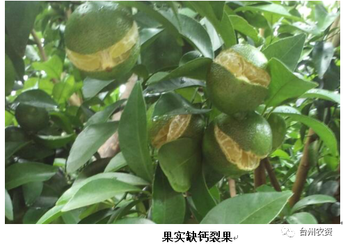 臺(tái)州農(nóng)資 臺(tái)州農(nóng)資