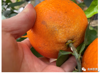 臺(tái)州農(nóng)資 臺(tái)州農(nóng)資