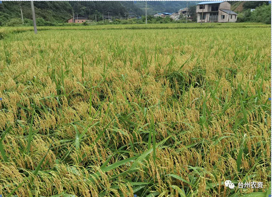 臺州農(nóng)資 臺州農(nóng)資